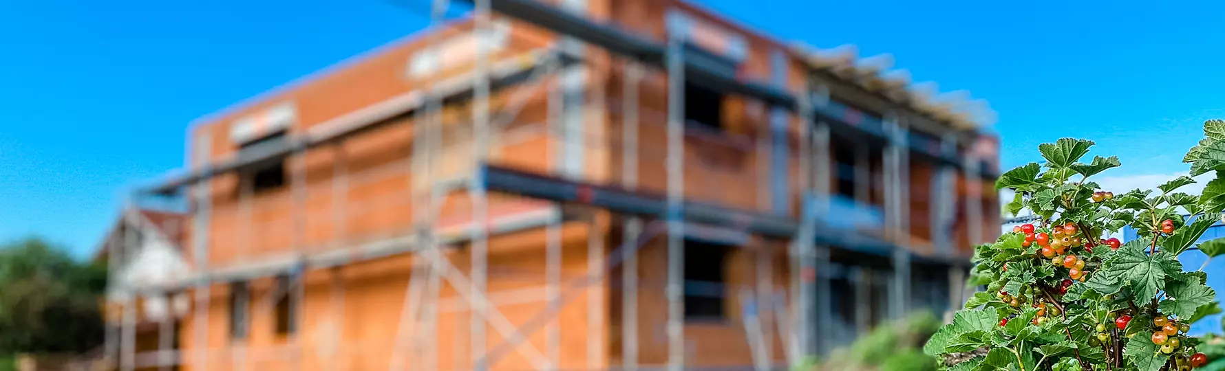 Johannisbeerstrauch im Vordergrund, im Hintergrund ein im Bau befindliches Haus mit Gerüst bei blauem Himmel.